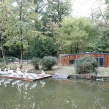 Zoo-Dalmatinskipelikani