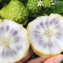 cropped-noni-2.jpg
