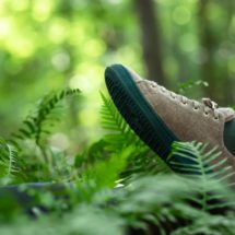 miret-forest-1-1