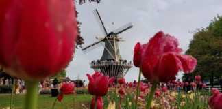 Keukenhof