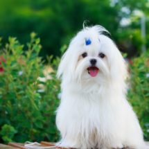 maltezer