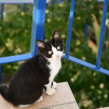 korcula-2