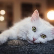 avanture-male-pamukice-2