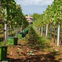 vinarija-juricic-1