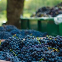 vinarija-juricic-2