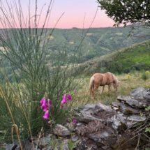 Camino-de-Santiago-2-1