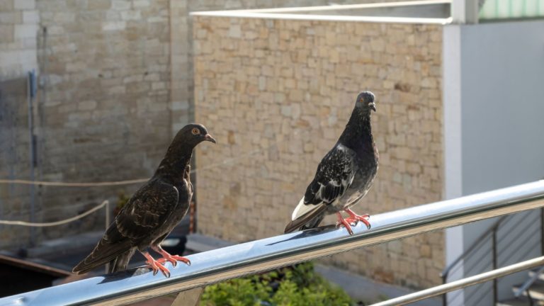 Kako potjerati golubove? Ovaj jeftini proizvod ih plaši