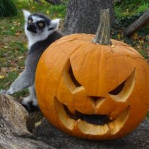 Lemur s bundevom