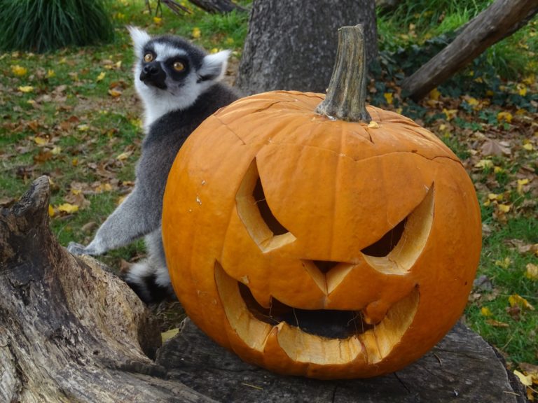 Kamo za vikend? Odvedite djecu u ZG ZOO na darivanje izrezbarenih bundeva životinjama