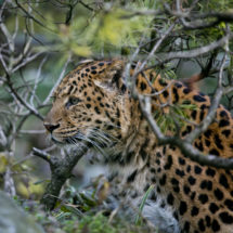 Kineski leopard