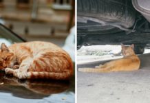 Vozači, oprez. Mačke se zavlače u automobile u potrazi za toplinom mačke i automobili