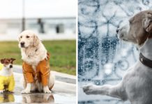 Što učiniti kad pas ne voli kišu? Ovo su trikovi za sretne šetnje po lošem vremenu psi i kiša