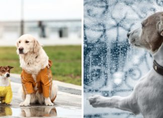 Što učiniti kad pas ne voli kišu? Ovo su trikovi za sretne šetnje po lošem vremenu psi i kiša