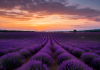 lavanda