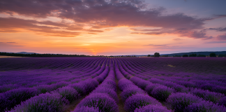 lavanda