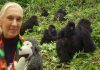 Jane Goodall