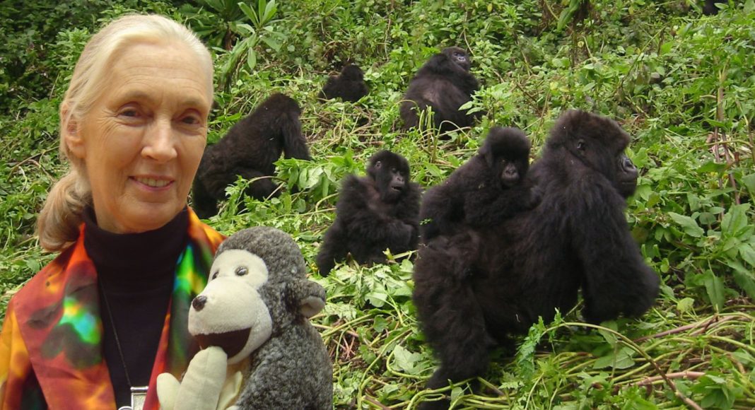 Jane Goodall