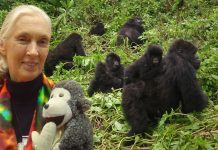 Jane Goodall