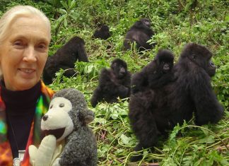 Jane Goodall