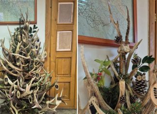 Božićno drvce kakvo nikad niste vidjeli: Ne radite ga kod kuće – kršili biste zakon! jelenje drvce