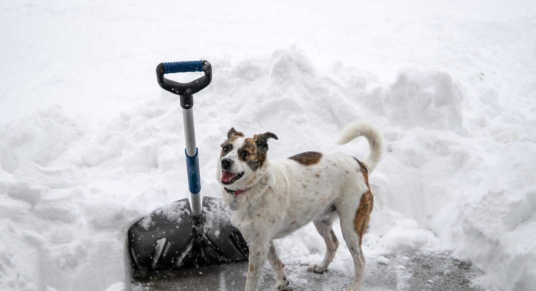 životinje hladnoća