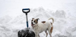 Apel: Zbog hladnoće i snijega hitno sklonite pse i mačke u zatvorene i zaštićene prostore! životinje hladnoća