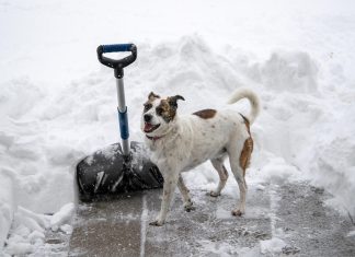 životinje hladnoća